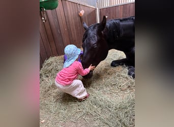 Oldenburg, Castrone, 6 Anni, 171 cm, Morello
