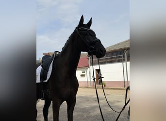 Oldenburg, Castrone, 6 Anni, 171 cm, Morello