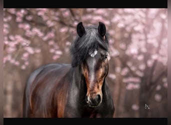 Oldenburg, Castrone, 6 Anni, 172 cm, Baio