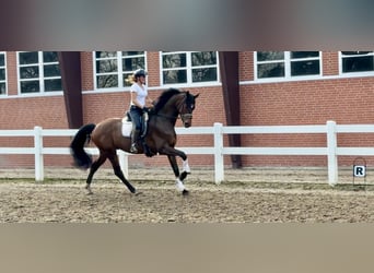 Oldenburg, Castrone, 6 Anni, 172 cm, Baio