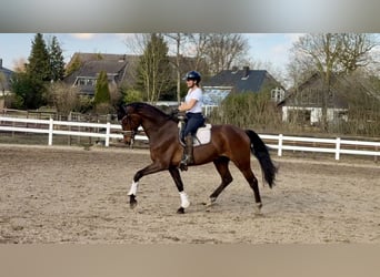 Oldenburg, Castrone, 6 Anni, 172 cm, Baio