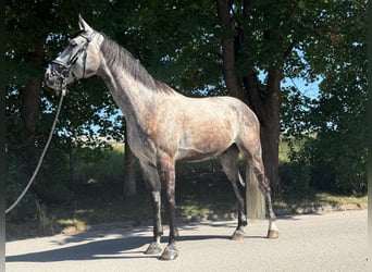 Oldenburg, Castrone, 6 Anni, 172 cm, Grigio
