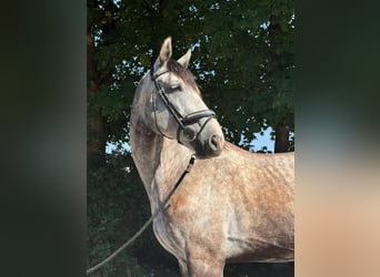 Oldenburg, Castrone, 6 Anni, 172 cm, Grigio