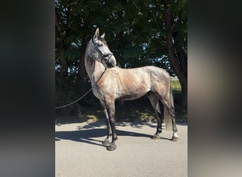 Oldenburg, Castrone, 6 Anni, 172 cm, Grigio