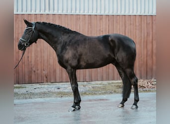 Oldenburg, Castrone, 6 Anni, 172 cm, Morello