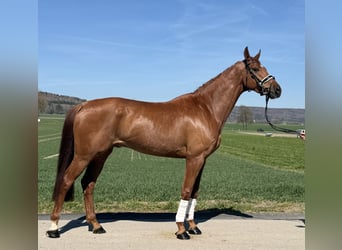 Oldenburg, Castrone, 6 Anni, 172 cm, Sauro