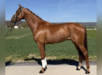 Oldenburg, Castrone, 6 Anni, 172 cm, Sauro