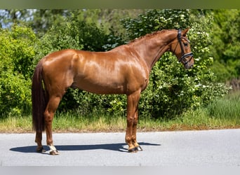 Oldenburg, Castrone, 6 Anni, 172 cm, Sauro