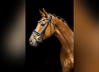 Oldenburg, Castrone, 6 Anni, 172 cm, Sauro