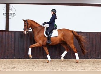 Oldenburg, Castrone, 6 Anni, 172 cm, Sauro scuro