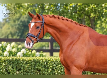 Oldenburg, Castrone, 6 Anni, 172 cm, Sauro scuro