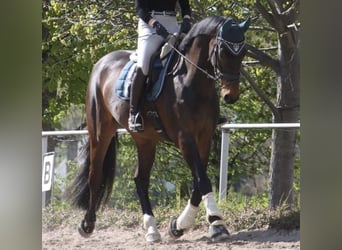 Oldenburg, Castrone, 6 Anni, 173 cm, Baio