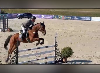 Oldenburg, Castrone, 6 Anni, 173 cm, Baio