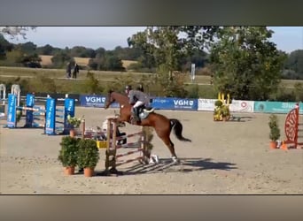 Oldenburg, Castrone, 6 Anni, 173 cm, Baio