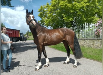 Oldenburg, Castrone, 6 Anni, 173 cm, Baio