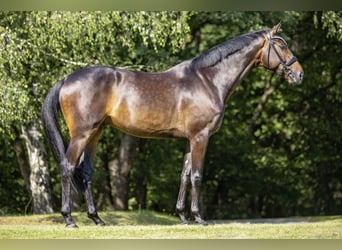 Oldenburg, Castrone, 6 Anni, 173 cm, Baio nero