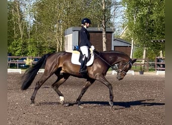 Oldenburg, Castrone, 6 Anni, 173 cm, Baio scuro