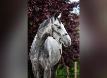 Oldenburg, Castrone, 6 Anni, 173 cm, Grigio