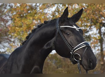 Oldenburg, Castrone, 6 Anni, 173 cm, Morello