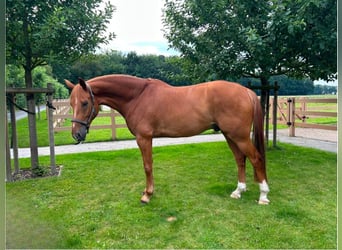 Oldenburg, Castrone, 6 Anni, 173 cm, Sauro