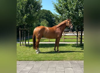 Oldenburg, Castrone, 6 Anni, 173 cm, Sauro
