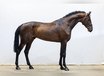 Oldenburg, Castrone, 6 Anni, 174 cm