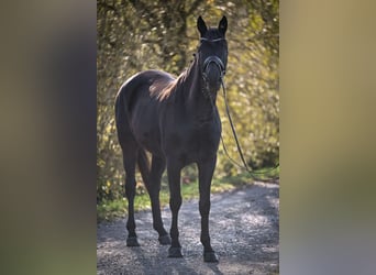 Oldenburg, Castrone, 6 Anni, 174 cm, Morello