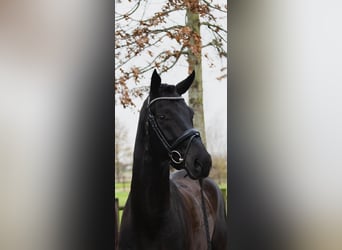 Oldenburg, Castrone, 6 Anni, 174 cm, Morello