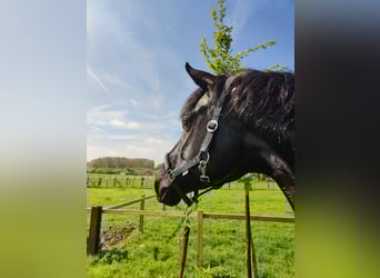 Oldenburg, Castrone, 6 Anni, 174 cm, Morello