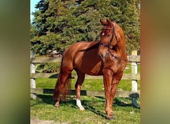 Oldenburg, Castrone, 6 Anni, 174 cm, Sauro