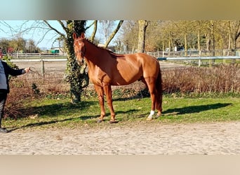 Oldenburg, Castrone, 6 Anni, 174 cm, Sauro