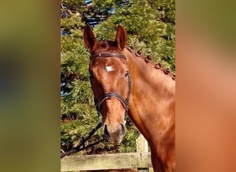 Oldenburg, Castrone, 6 Anni, 174 cm, Sauro