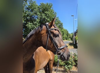 Oldenburg, Castrone, 6 Anni, 175 cm, Baio scuro