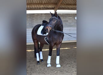 Oldenburg, Castrone, 6 Anni, 175 cm, Baio scuro