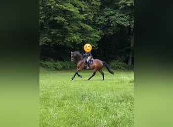 Oldenburg, Castrone, 6 Anni, 175 cm, Baio scuro