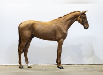 Oldenburg, Castrone, 6 Anni, 175 cm