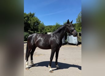 Oldenburg, Castrone, 6 Anni, 175 cm, Morello