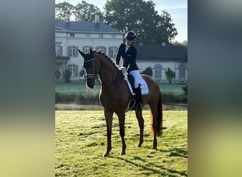 Oldenburg, Castrone, 6 Anni, 175 cm, Sauro