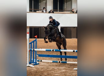 Oldenburg, Castrone, 6 Anni, 176 cm, Baio ciliegia