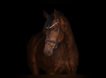 Oldenburg, Castrone, 6 Anni, 177 cm, Baio scuro