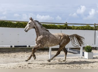 Oldenburg, Castrone, 6 Anni, 177 cm, Grigio