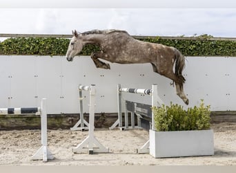 Oldenburg, Castrone, 6 Anni, 177 cm, Grigio