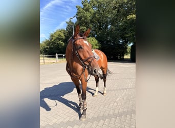 Oldenburg, Castrone, 6 Anni, 178 cm, Baio