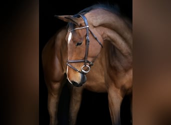Oldenburg, Castrone, 6 Anni, 180 cm, Baio