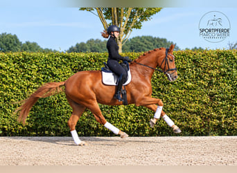 Oldenburg, Castrone, 6 Anni, 180 cm, Sauro