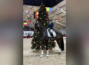 Oldenburg, Castrone, 6 Anni, 185 cm, Baio scuro