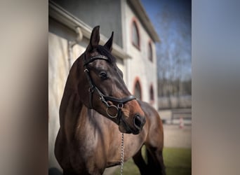 Oldenburg, Castrone, 7 Anni, 162 cm, Baio ciliegia