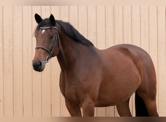 Oldenburg, Castrone, 7 Anni, 164 cm, Baio