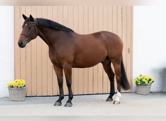 Oldenburg, Castrone, 7 Anni, 164 cm, Baio