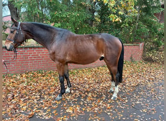Oldenburg, Castrone, 7 Anni, 164 cm, Baio scuro